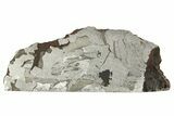 Etched Seymchan Meteorite Section ( g) - Russia #313242-1